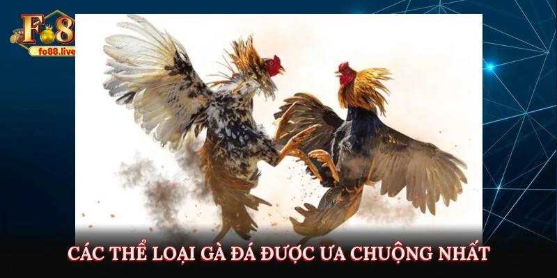 Đá Gà Thomo Trực Tiếp Tại Fo88 - Thú vị và Hấp dẫn - V79