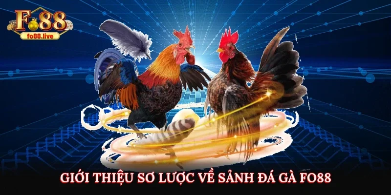 Đá Gà FO88 – Trực Tuyến Uy Tín, Luật Chơi & Lưu Ý - V79