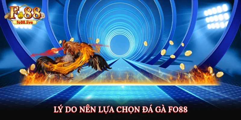 Đá Gà FO88 – Trực Tuyến Uy Tín, Luật Chơi & Lưu Ý - V79