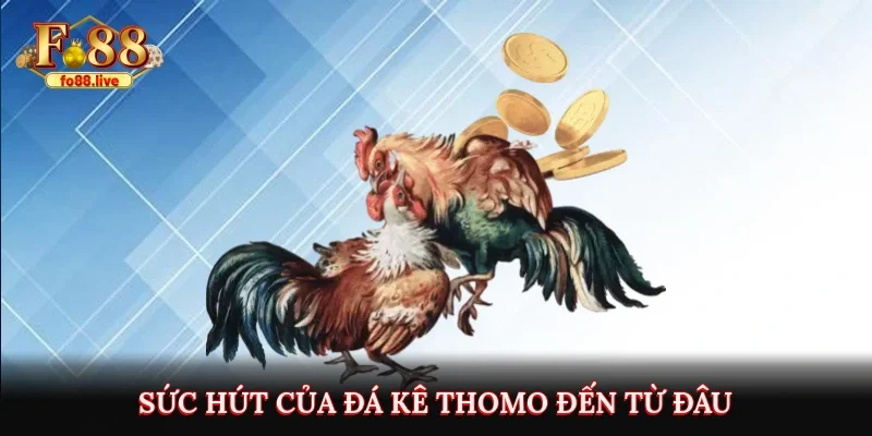 Đá Gà Thomo Trực Tiếp Tại Fo88 - Thú vị và Hấp dẫn - V79